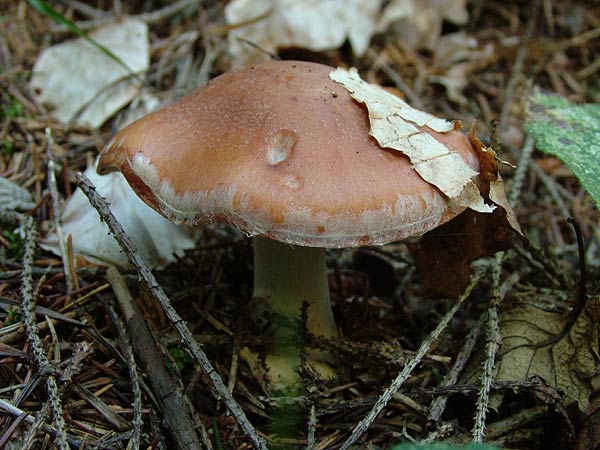 leucocortinarius bulbiger