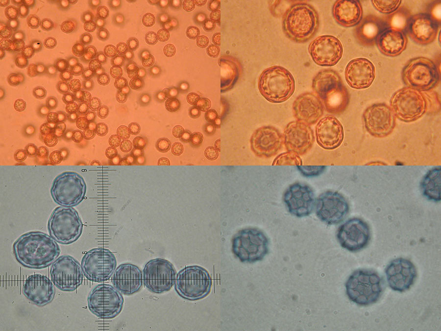 Leucogaster nudus - Nackte Wabentrüffel