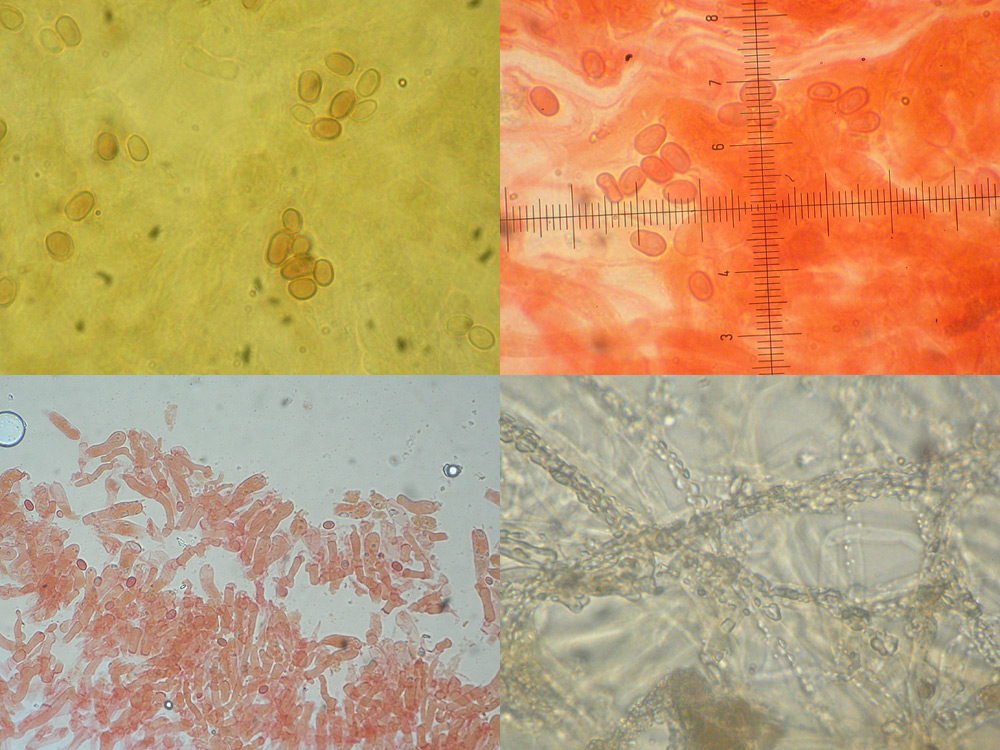 Leucogyrophana romellii