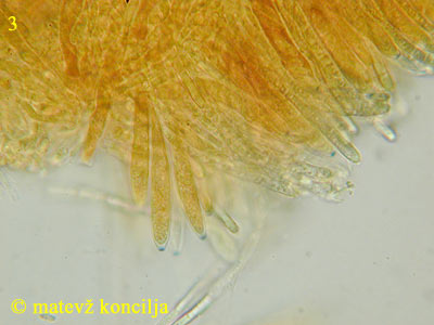 mollisia lividofusca - aski