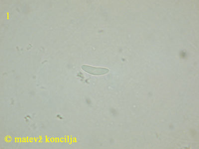 mollisia lividofusca - tros