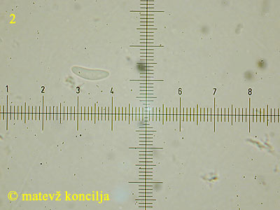 mollisia lividofusca - tros