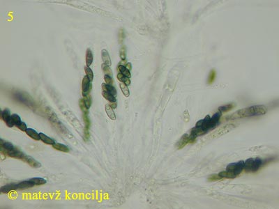 Xylaria longipes - Asci