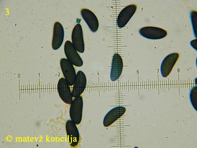 xylaria longipes - ask