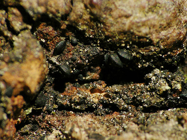 Lophium mytilinum