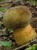 boletus luridus