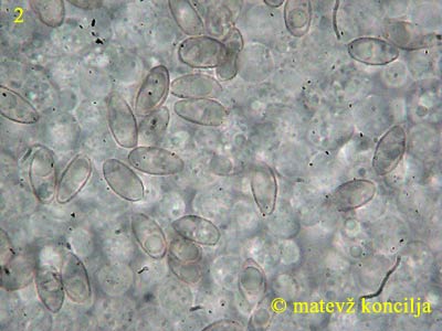 crepidotus luteolus - trosi