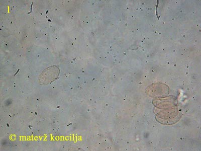 crepidotus luteolus - trosi