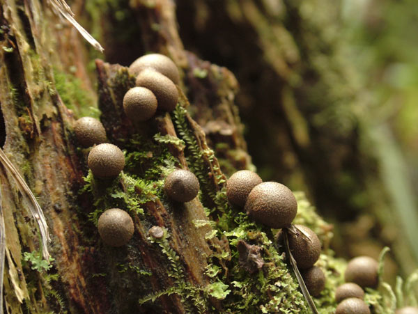 lycogala epidendrum