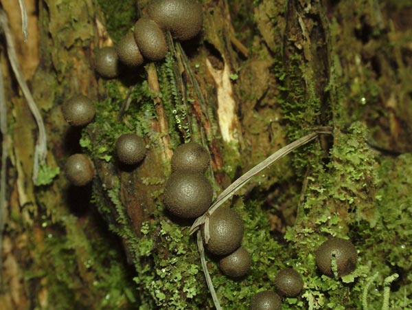 lycogala epidendrum