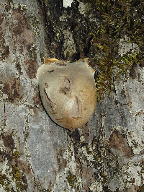 Lycogala flavofuscum