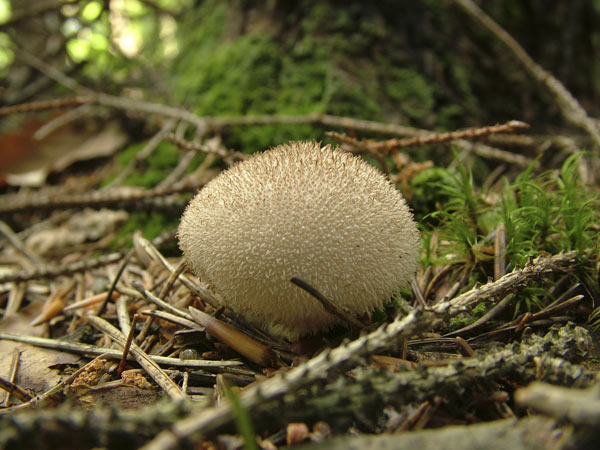 Lycoperdon echinatum