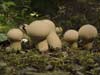 lycoperdon perlatum