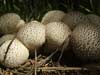 lycoperdon perlatum