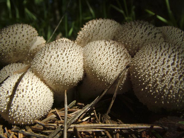 Lycoperdon perlatum