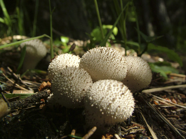 lycoperdon perlatum