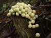 lycoperdon pyriforme