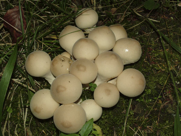 lycoperdon pyriforme