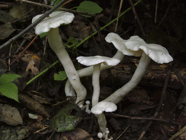 Clitocybe connata