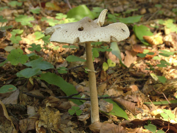 macrolepiota mastoidea