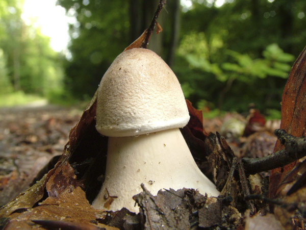 macrolepiota procera