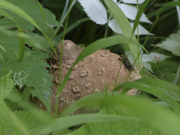 macrolepiota procera