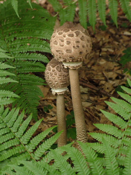 macrolepiota procera