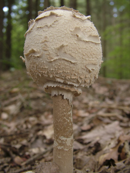 macrolepiota procera