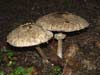 Chlorophyllum rhacodes