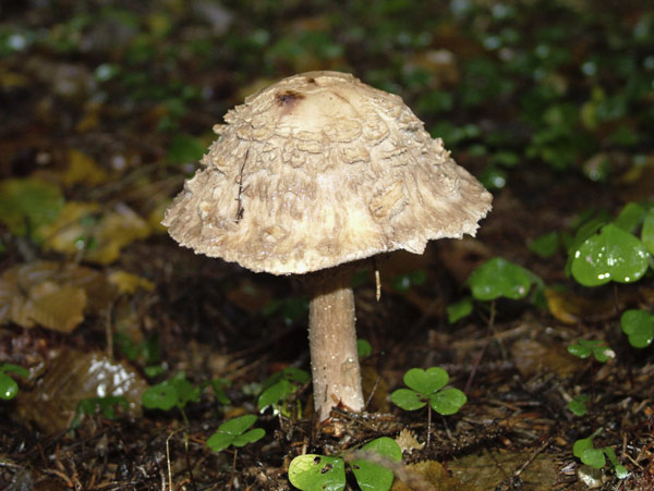 Chlorophyllum olivieri