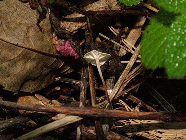 marasmius epiphyllus