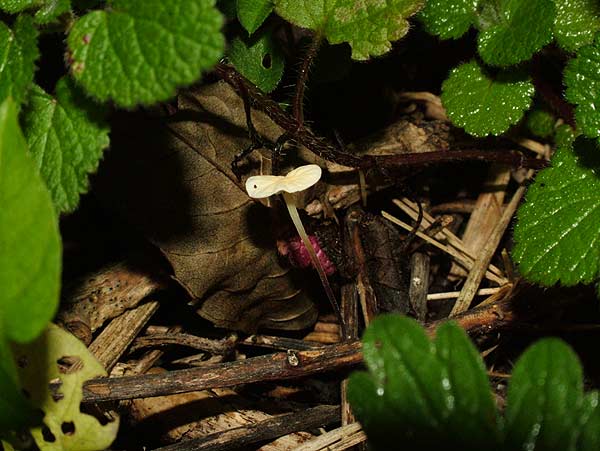 marasmius epiphyllus