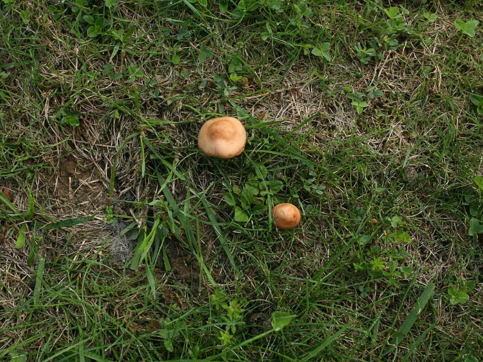Marasmius oreades - dišeča sehlica
