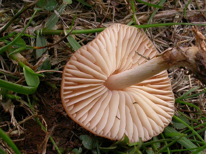 Marasmius oreades - dišeča sehlica