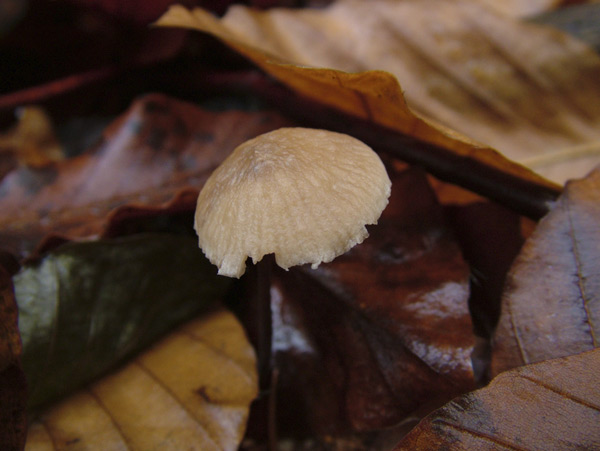 Mycetinis querceus