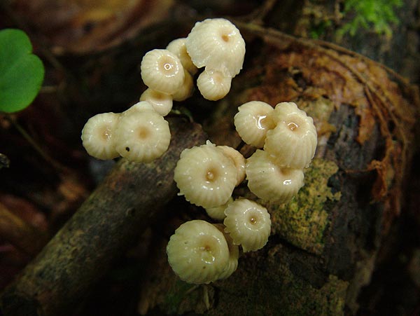 marasmius rotula