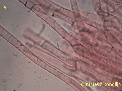 inocybe-margaritispora-koica klobuka