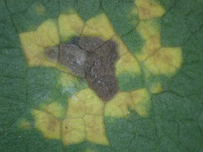 Melampsora larici-populina