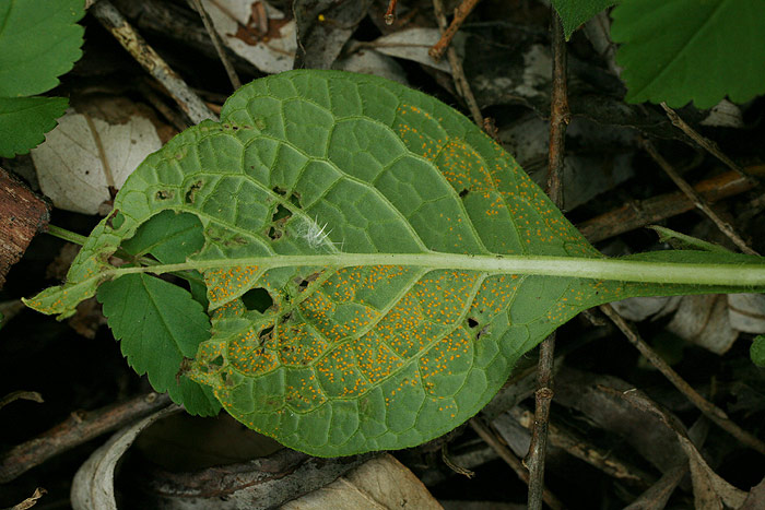 Melampsorella symphyti