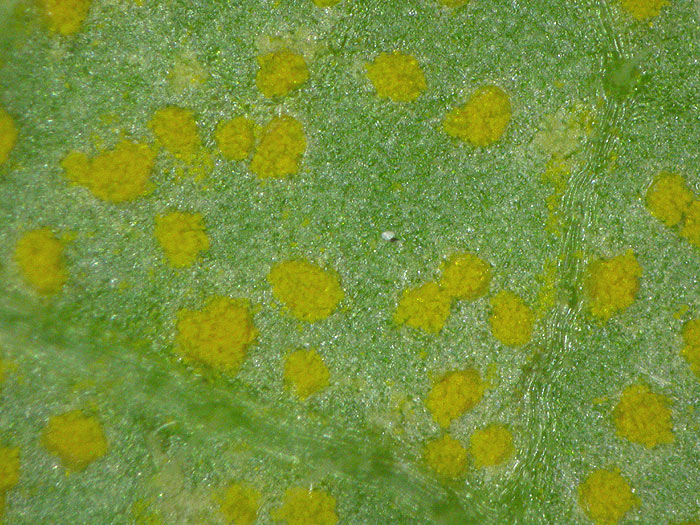 Melampsorella symphyti