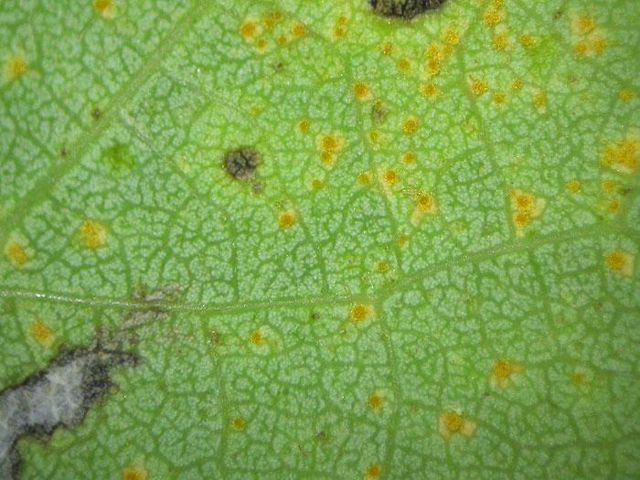 Melampsoridium betulinum