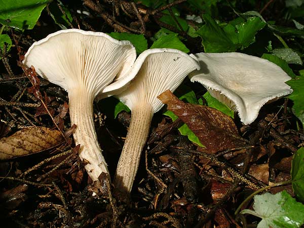 melanoleuca verrucipes