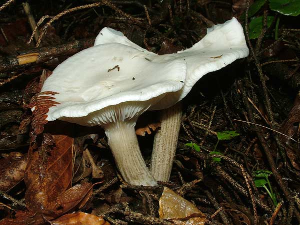 Melanoleuca verrucipes