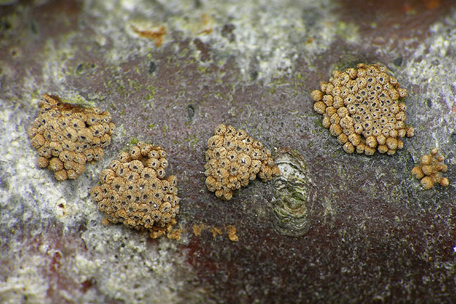 merismodes confusa