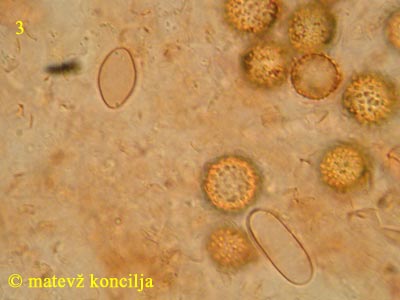 hypomyces microspermus - aleurio- in phialokonidiji