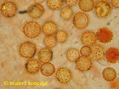 hypomyces microspermus - aleuriokonidiji