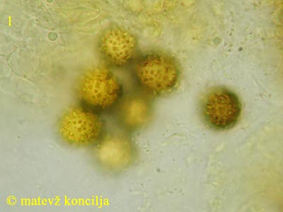 hypomyces microspermus - aleuriokonidiji