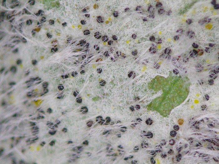Microsphaera astragali
