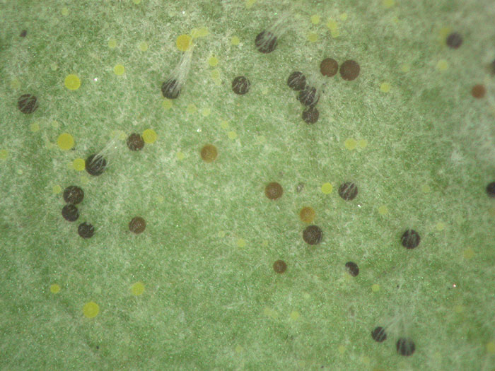 Microsphaera euonymi