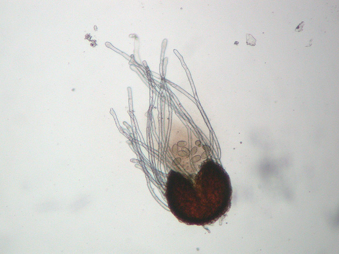 Microsphaera euonymi